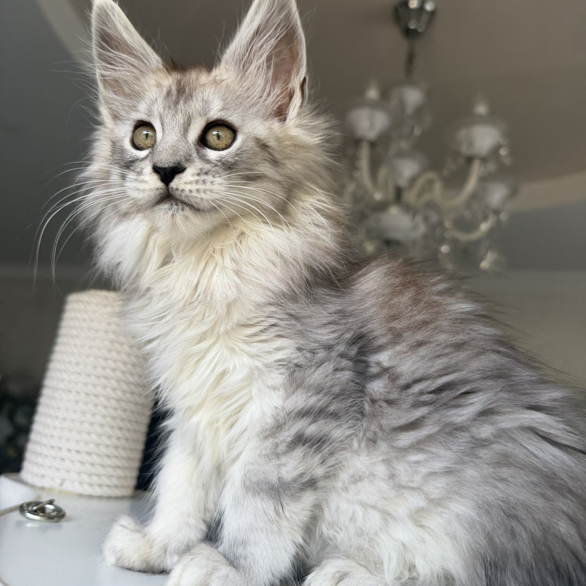Daruna Maine Coon female, black silver tabby