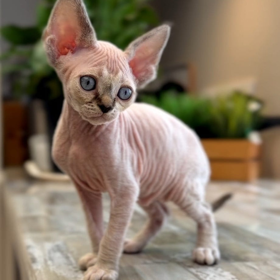 Sunny Devon Rex female, black tortie harlequin tabby pointed