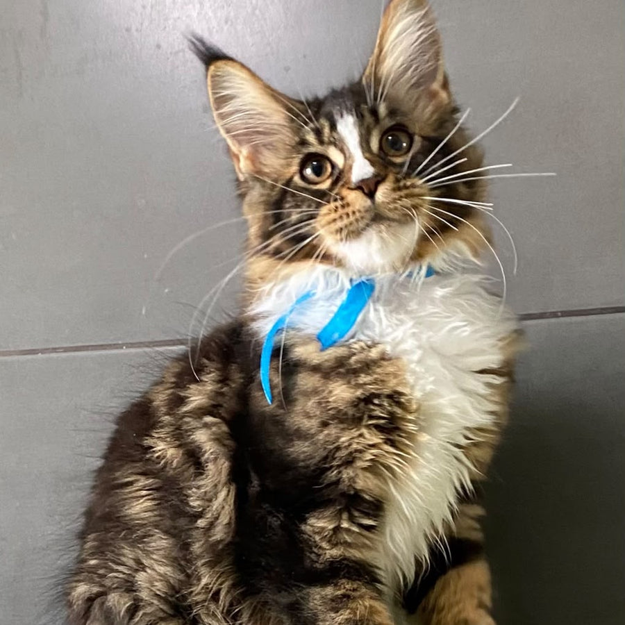 Arbat Maine Coon male, black tabby bicolour
