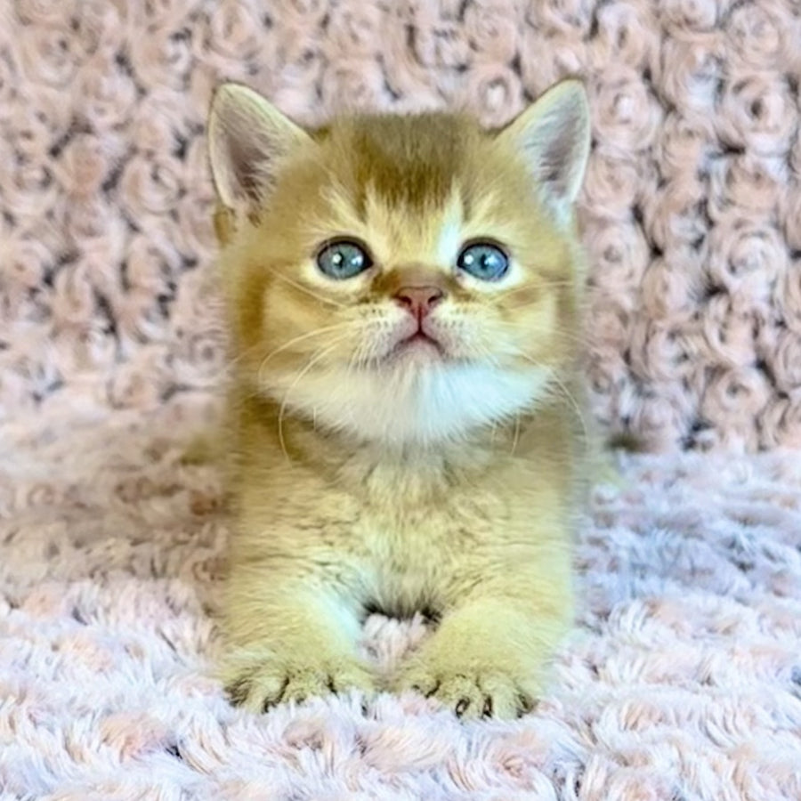 Golden Prince British Shorthair male, cinnamon golden shaded