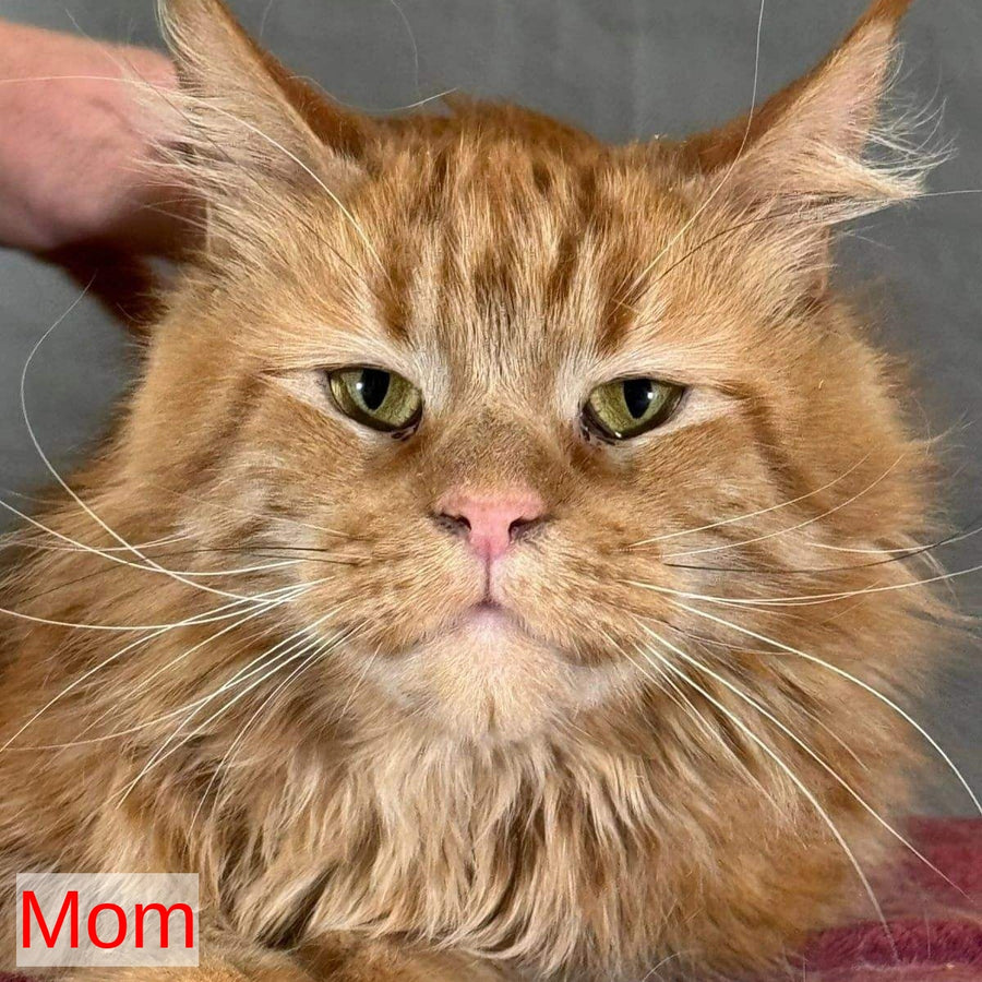 Nemo Maine Coon male, red tabby