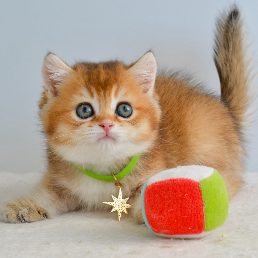 Gery British Shorthair male, black golden ticked tabby