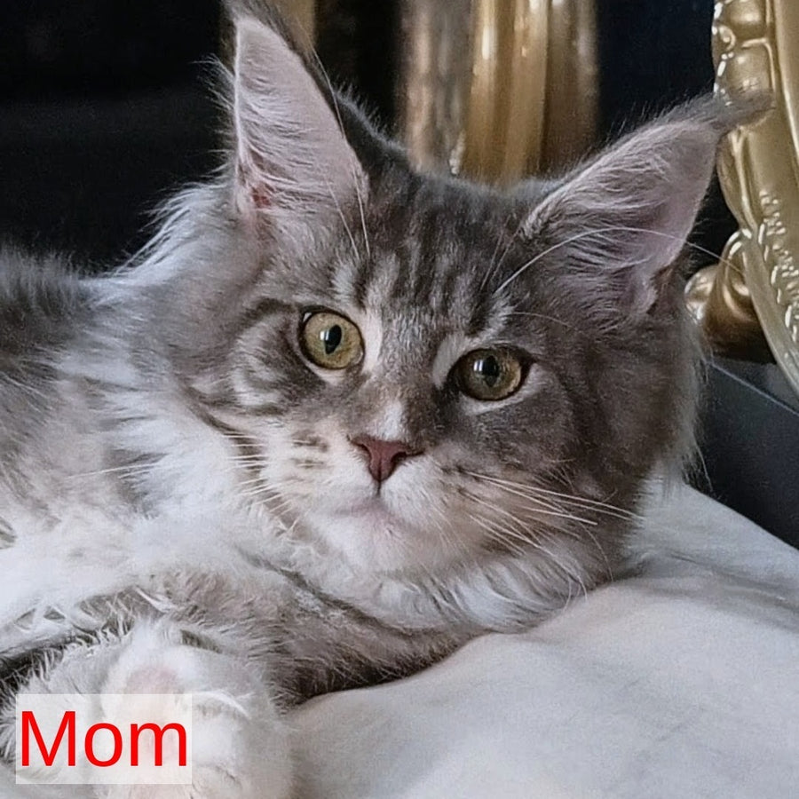 Harisha Maine Coon male, black silver bicolour