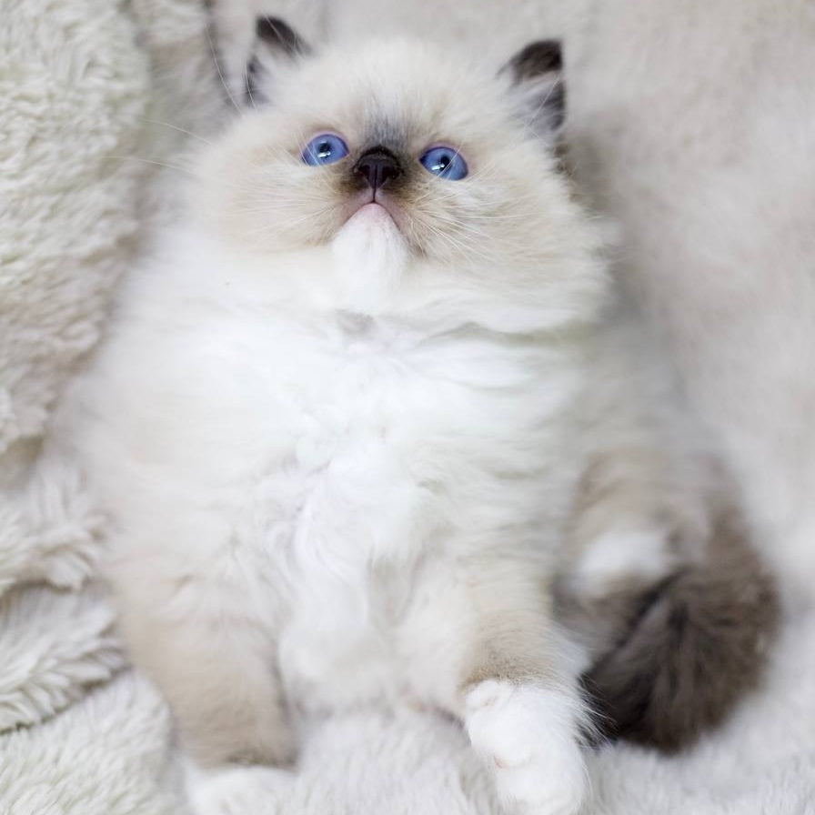 Kingston Ragdoll male, black mitted