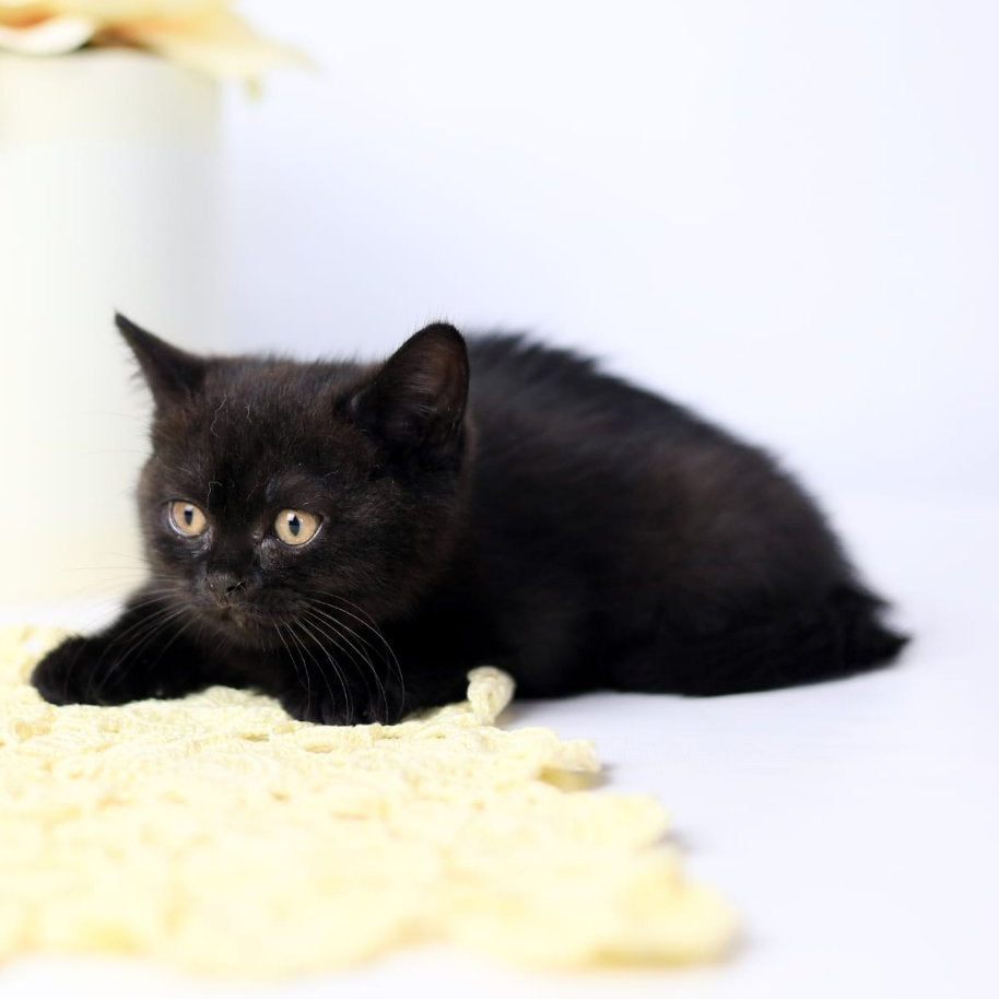 Yanka British Shorthair female, black