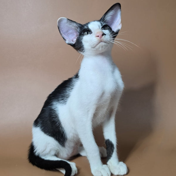 Asher Oriental Shorthair male, black bicolour