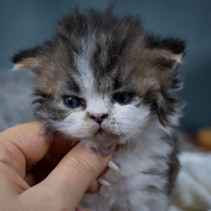 Gatsby Selkirk Rex male, black tabby with white