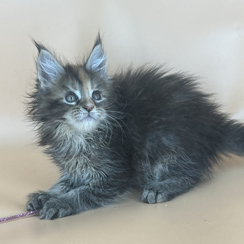 Bella Maine Coon female, black tortie silver