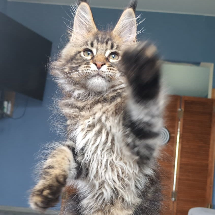 Robin Maine Coon male, black tabby