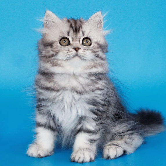 Yalvina British Shorthair female, black silver tabby