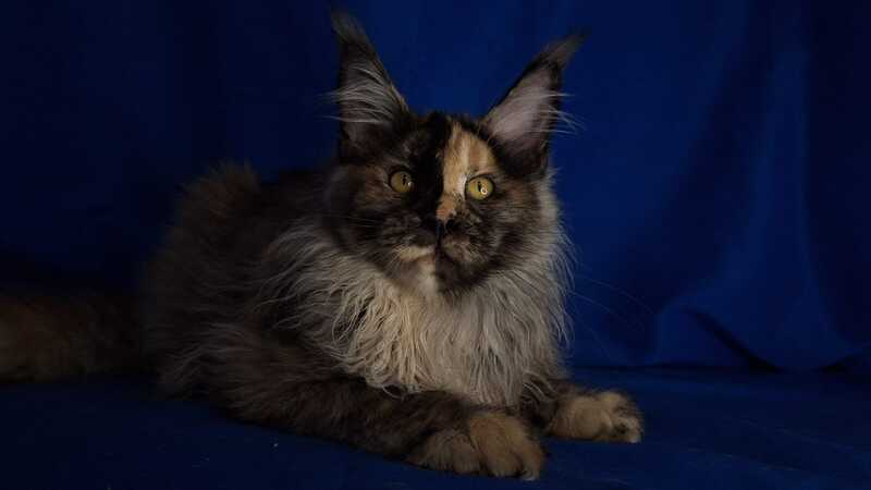 Intel'Legend Maine Coon female, black tortie silver