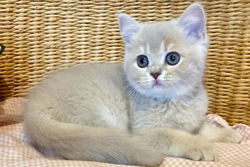 Jessi British Shorthair female, lilac golden shaded