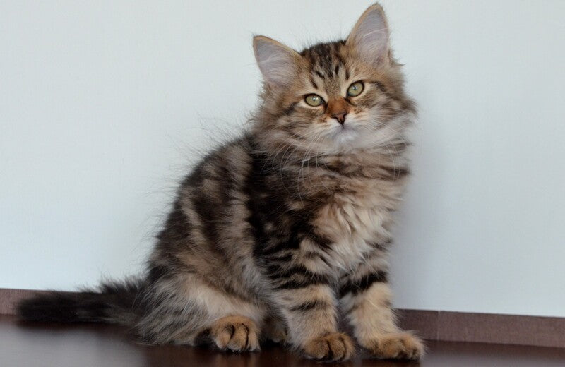 Sophia Siberian female, black tabby