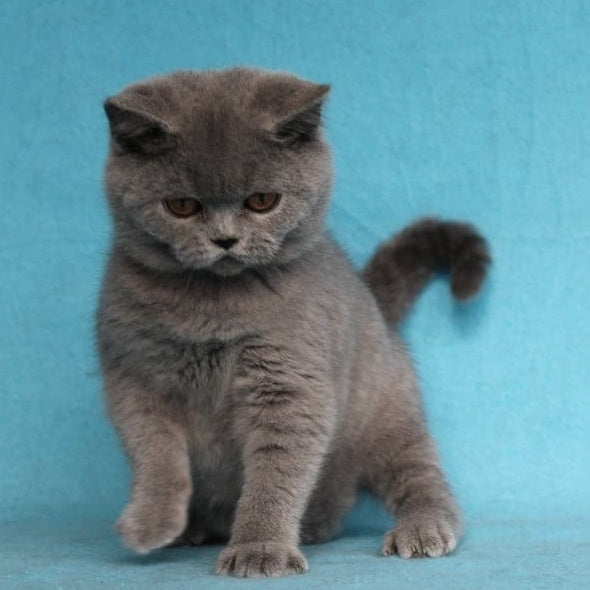 Pavlinka British Shorthair female, blue