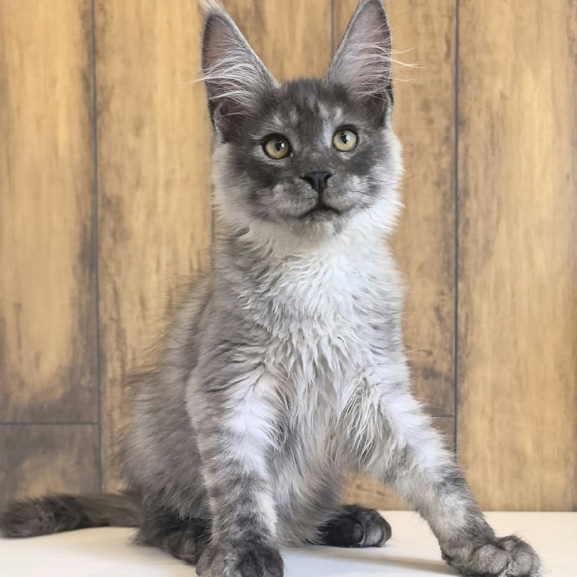 Walter Maine Coon male, black silver