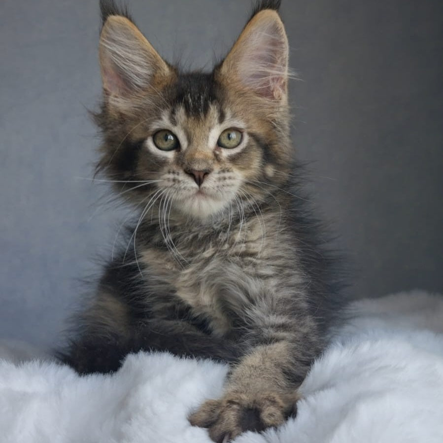 Pilar Maine Coon female, black ticked tabby