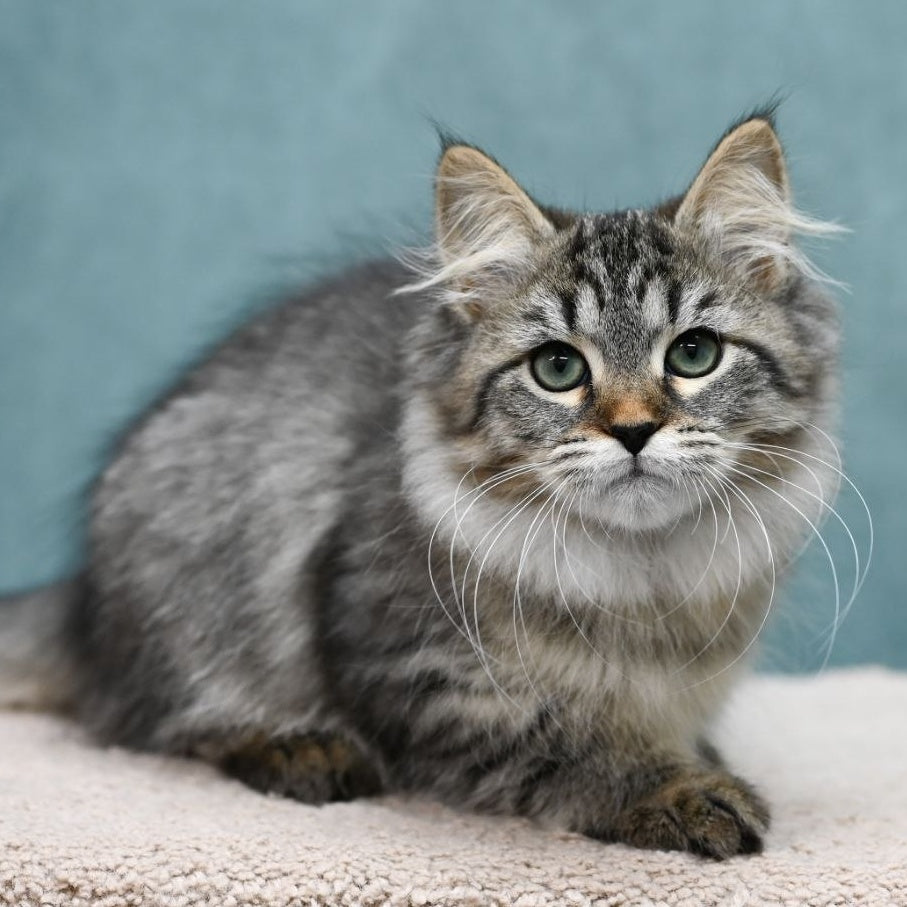 Jersi Siberian female, black spotted tabby