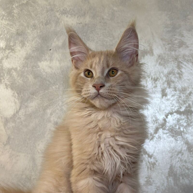 Buddy Maine Coon male, cream