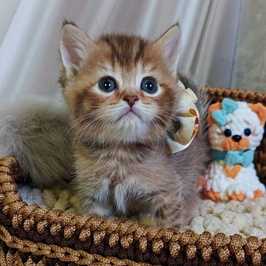Thais British Shorthair male, chocolate tortie ticked tabby