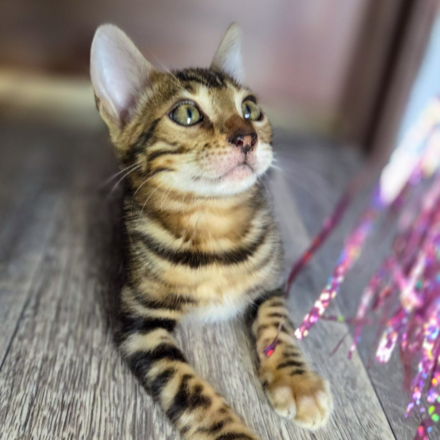 Madison Bengal male, black spotted tabby
