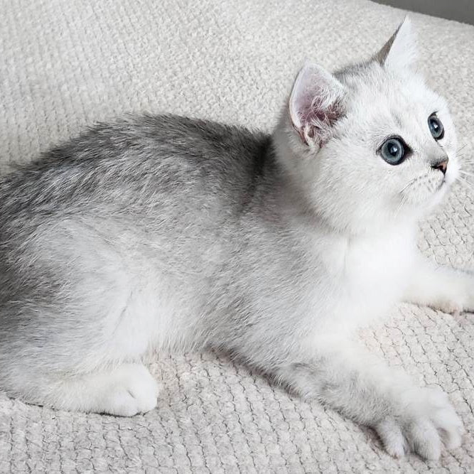 Illarion British Shorthair male, black silver shaded
