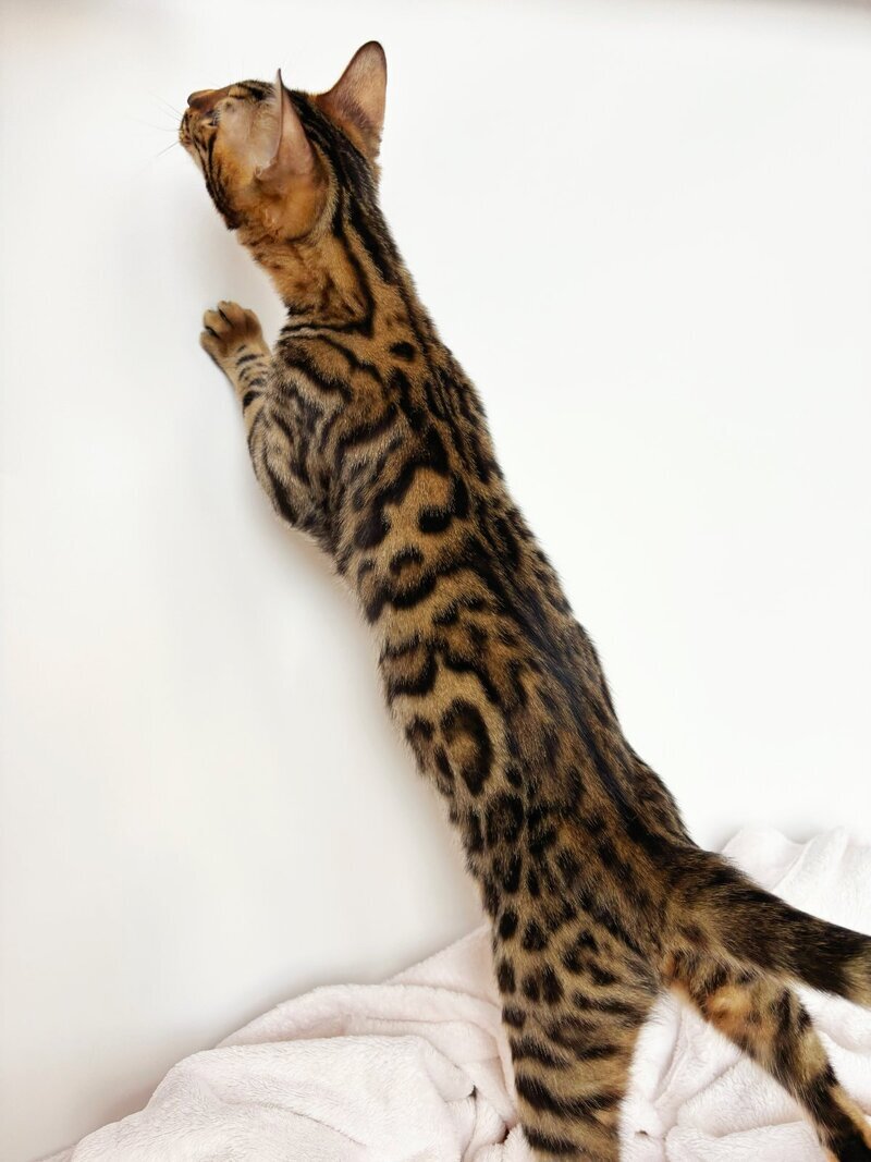 Lily Bengal female black spotted tabby - live animals