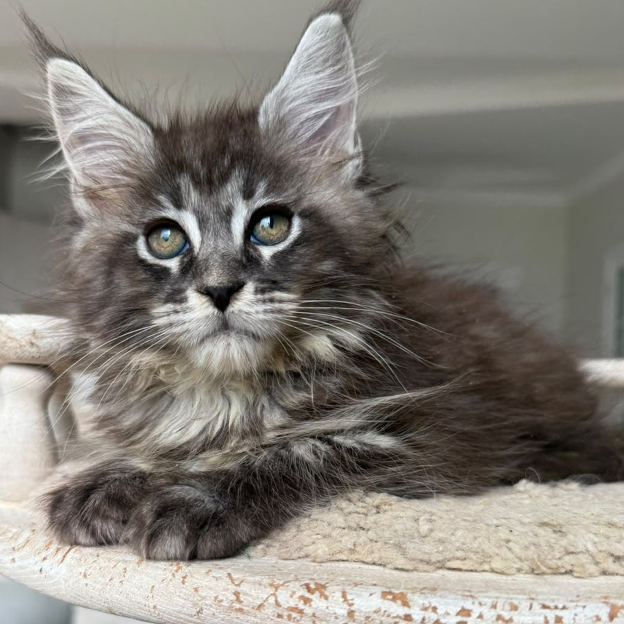 Ornela Maine Coon female, black silver tabby