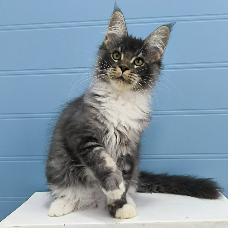 Jaguar Maine Coon male, blue silver tabby