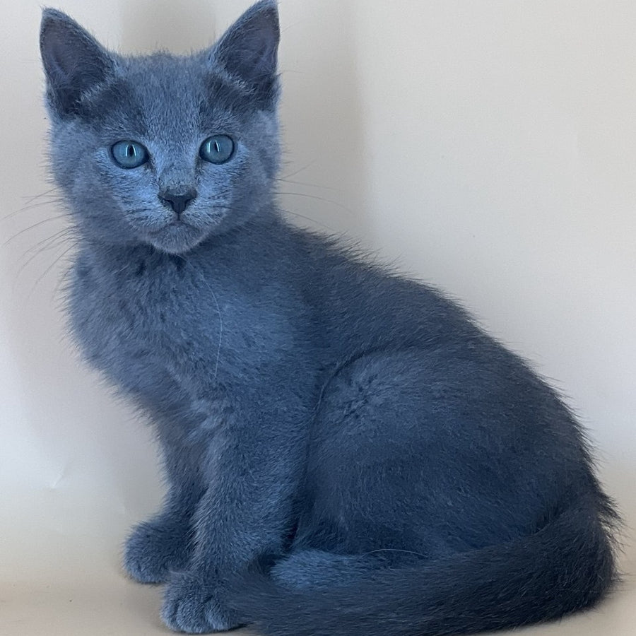 Kai Russian Blue male, blue