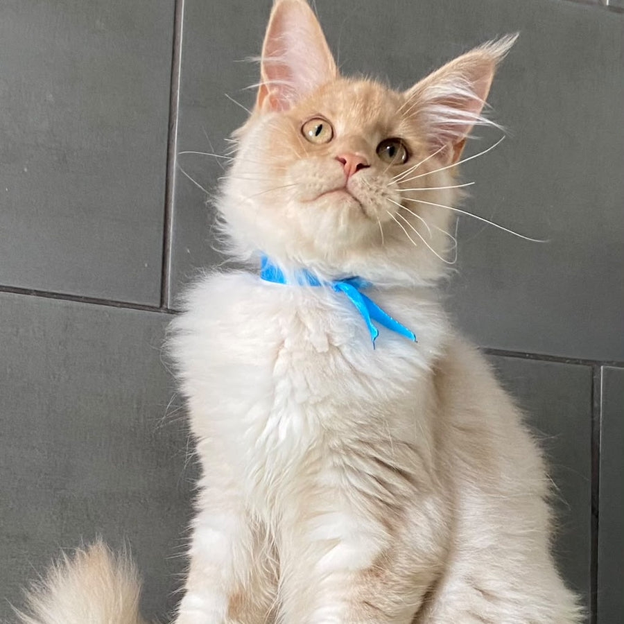 Wakayama Maine Coon male, cream silver