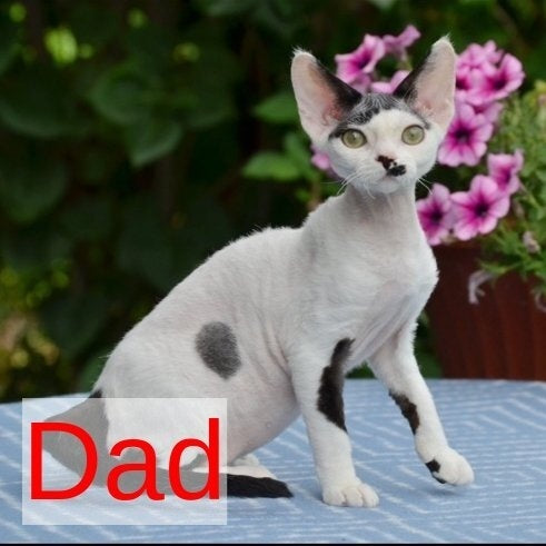Lily Devon Rex female, cinnamon bicolour