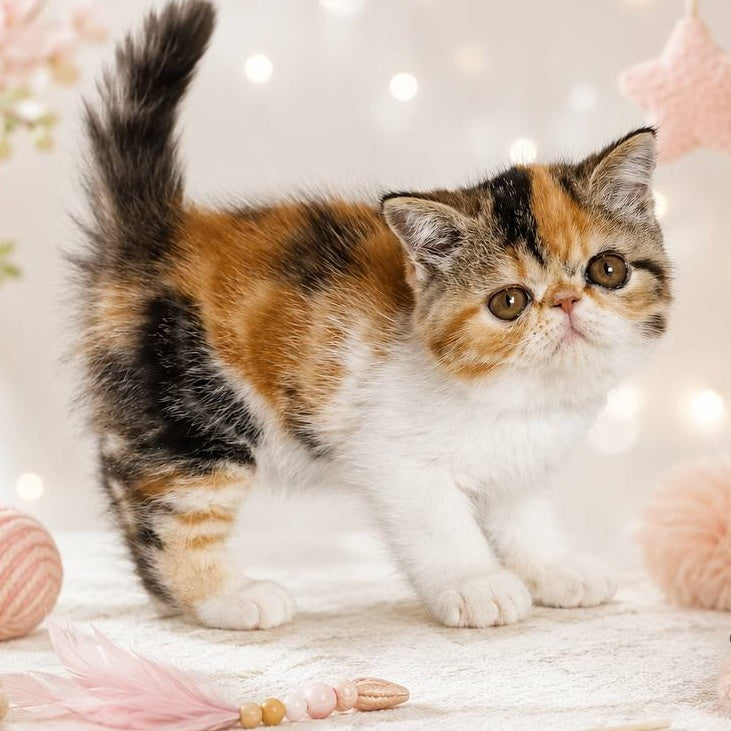 Аriel Exotic female, black tortie bicolour tabby
