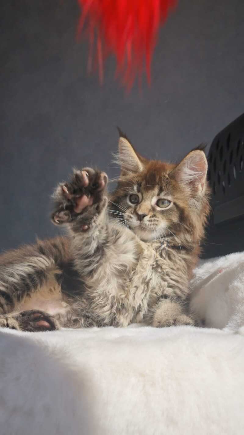 Leopold Maine Coon male black ticked tabby - live animals