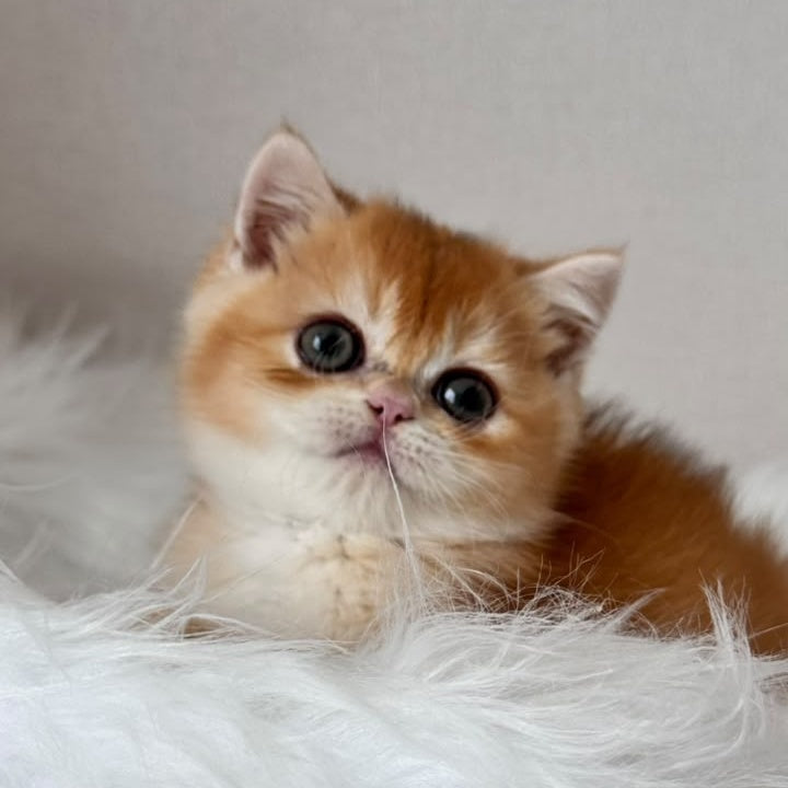 Zein British Shorthair male, chocolate golden chinchilla