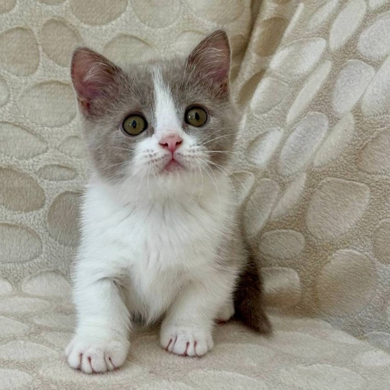 Benny Munchkin male, blue bicolour