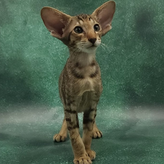 Azur Oriental Shorthair male, black spotted tabby
