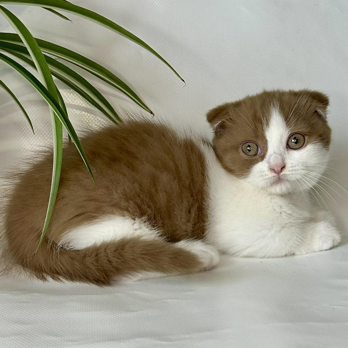 Leya Munchkin female, cinnamon bicolour