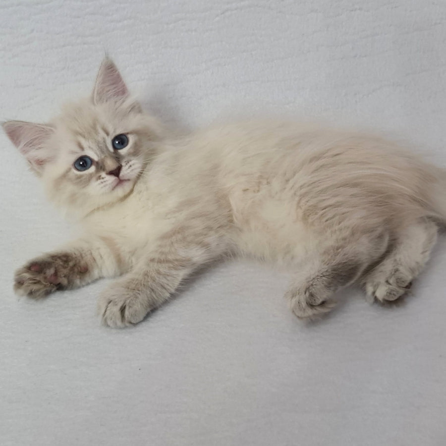 Bella Siberian female, blue tabby pointed