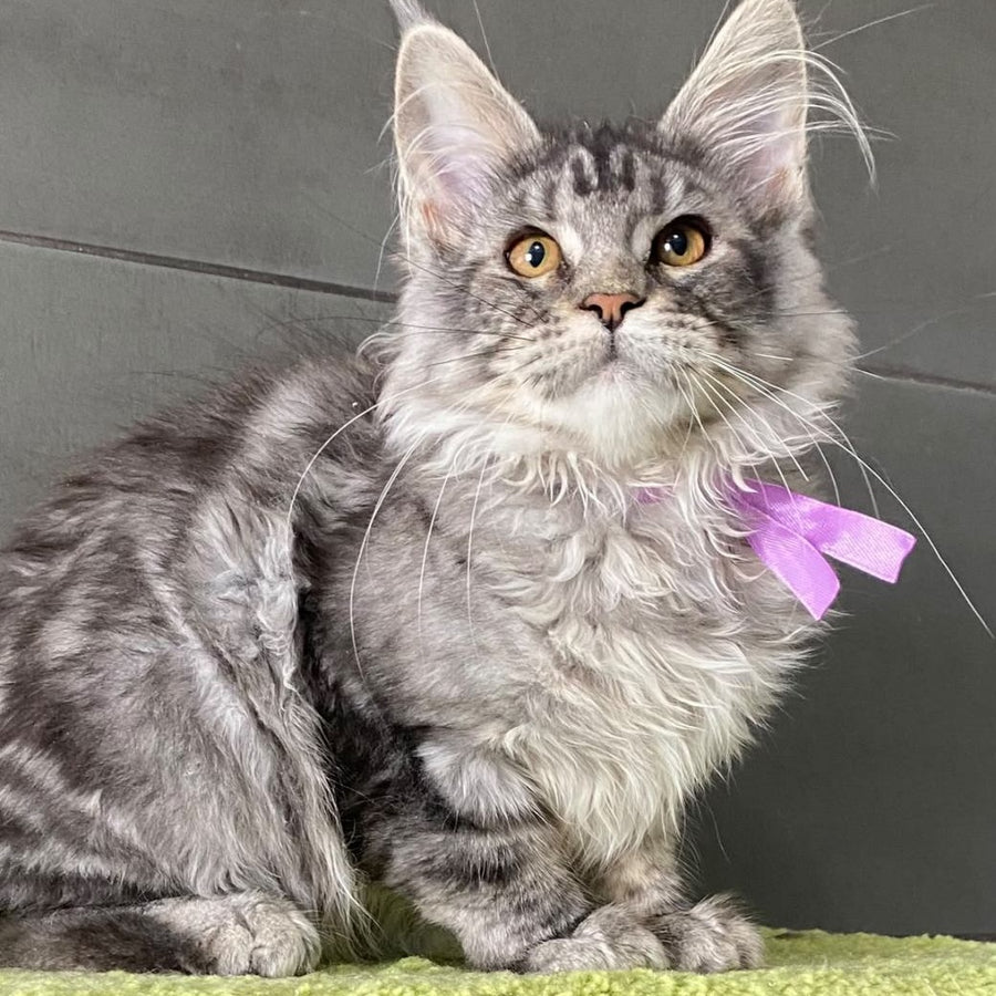 Asuncion Maine Coon male, black tabby