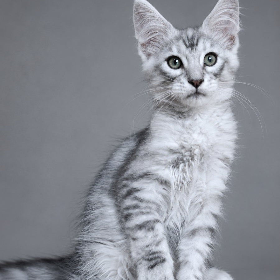 Lux Ashton Maine Coon male, blue silver tabby