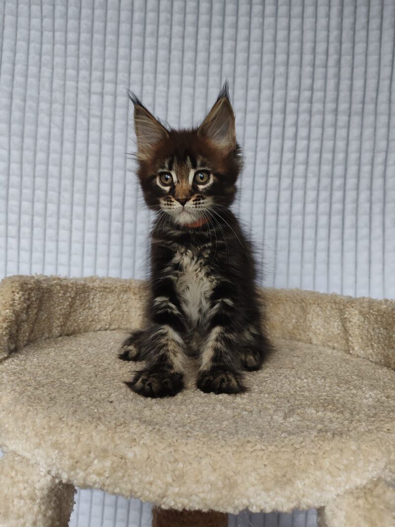 Martin Maine Coon male, black tabby