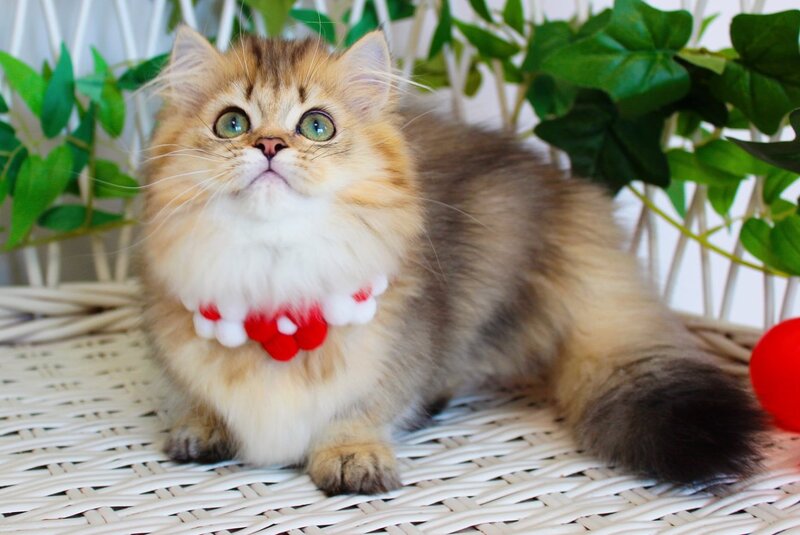 Carmen Munchkin female, chocolate golden ticked tabby