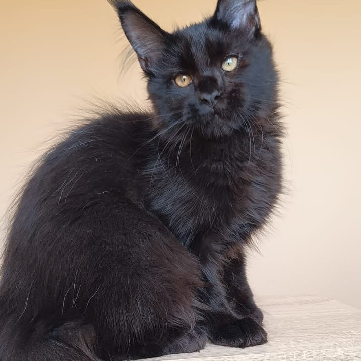 Dallas Maine Coon male, black