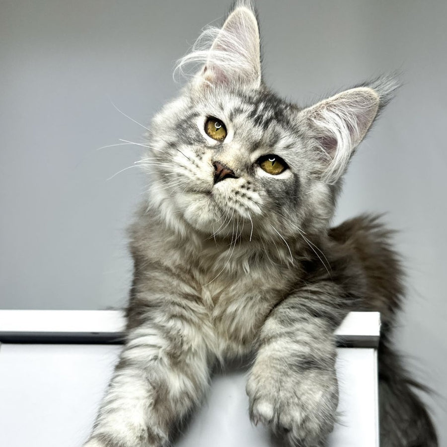 Bekka Maine Coon polydactyl 5x6x6x6 female, black silver tabby