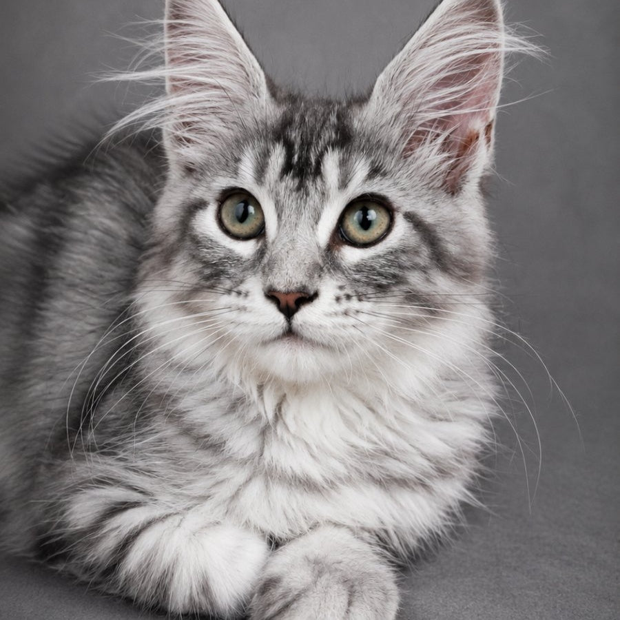 Lola Maine Coon female, black silver tabby