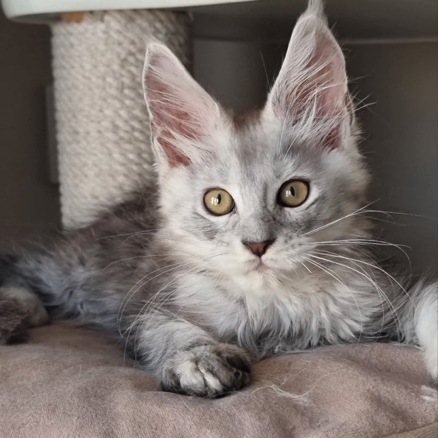 Elisa Maine Coon female, black silver tabby