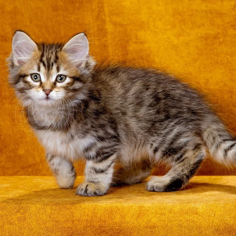 Kompot Siberian male, black spotted tabby
