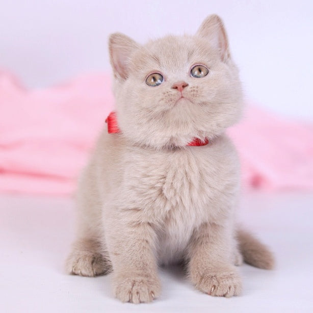 Nella British Shorthair female, fawn
