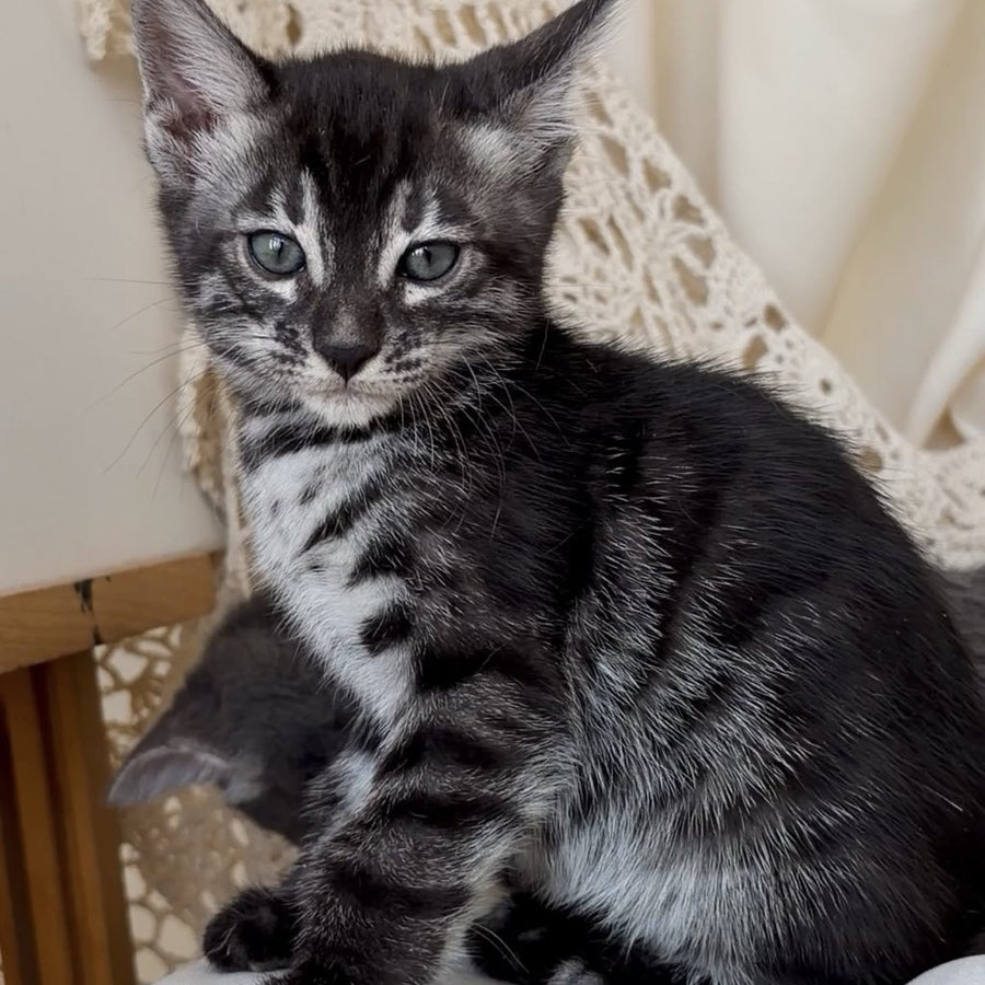 Chopard Bengal male, black silver spotted tabby