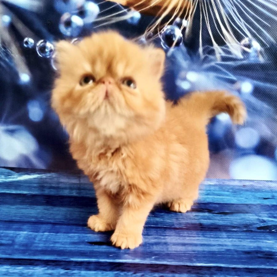 Simona Persian female, red tabby